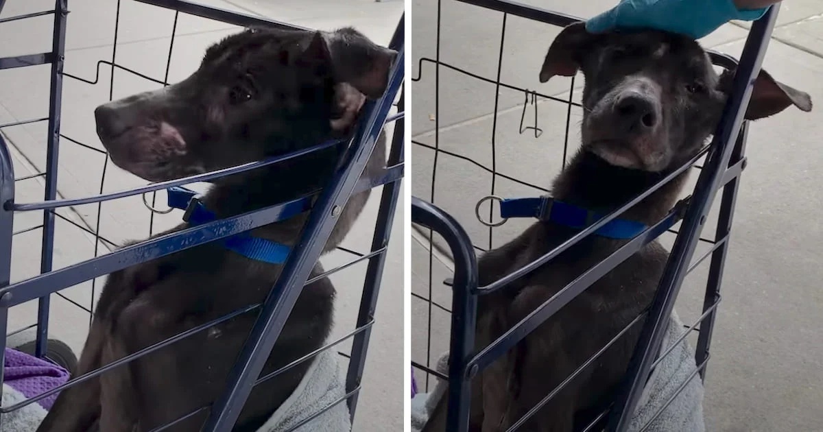 L’abbandono del cane Timmie e l’intervento di un gruppo di ragazze