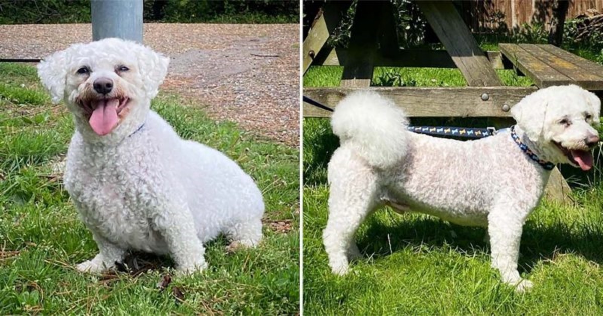 La trasformazione del cucciolo Tommy