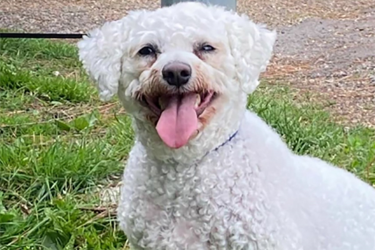 La trasformazione del cucciolo Tommy