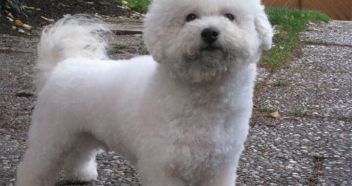 La trasformazione del cucciolo Tommy