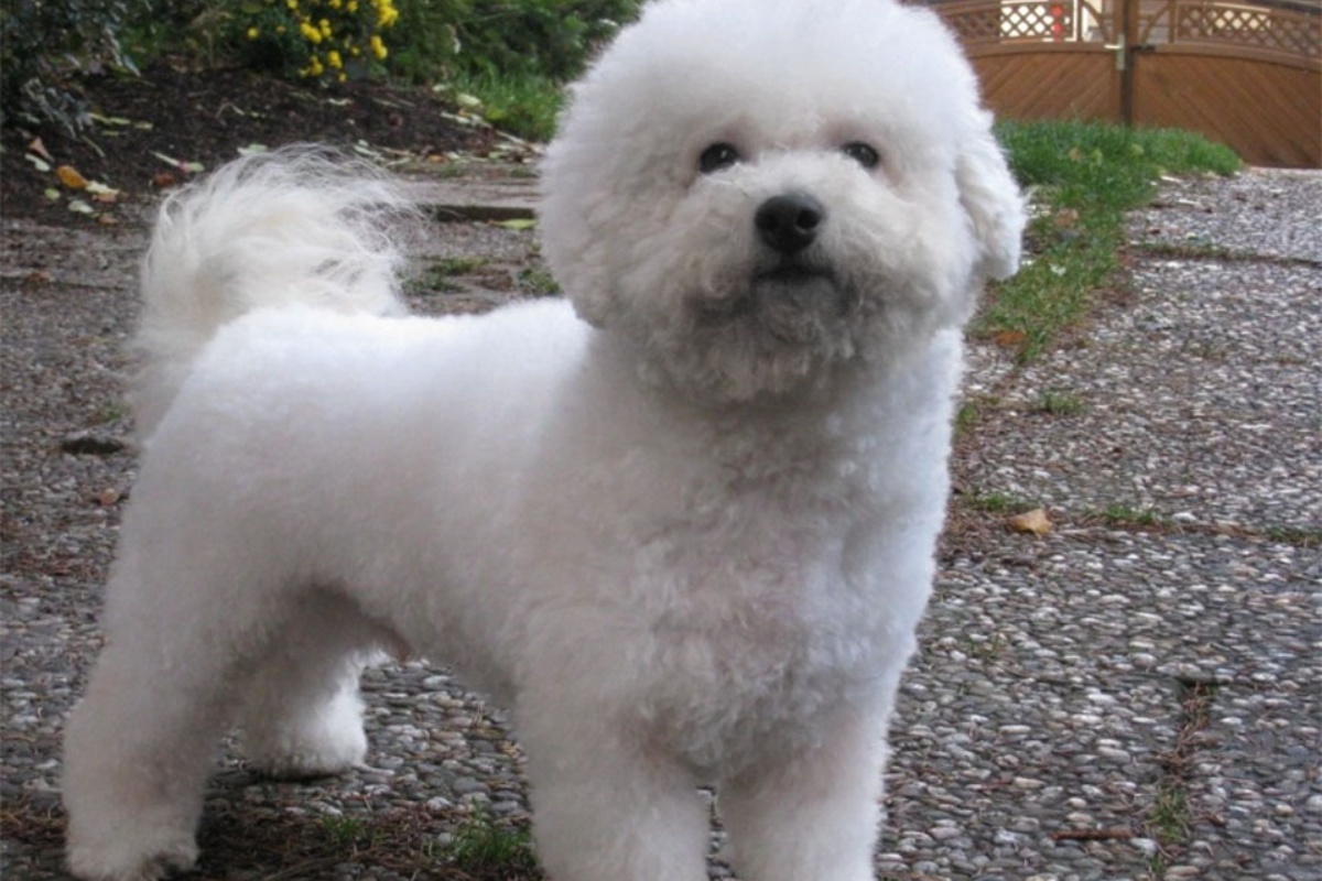 La trasformazione del cucciolo Tommy