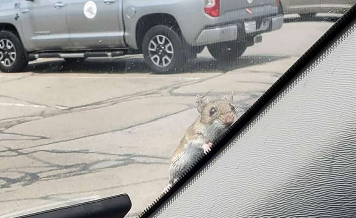 Coppia salva un topolino