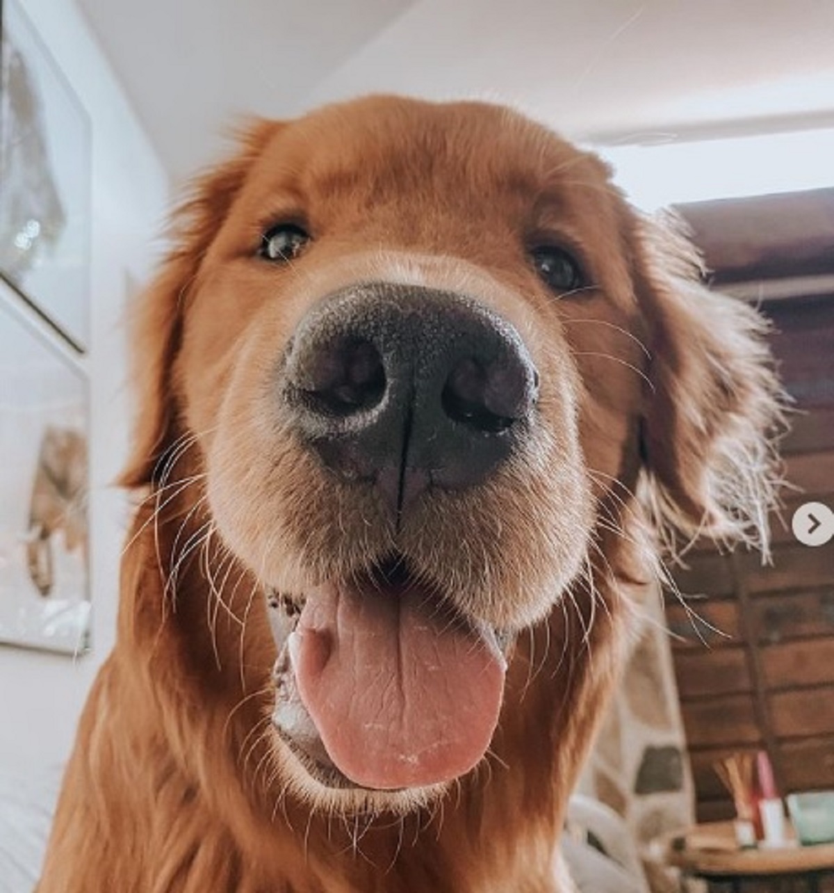 cane scomparso