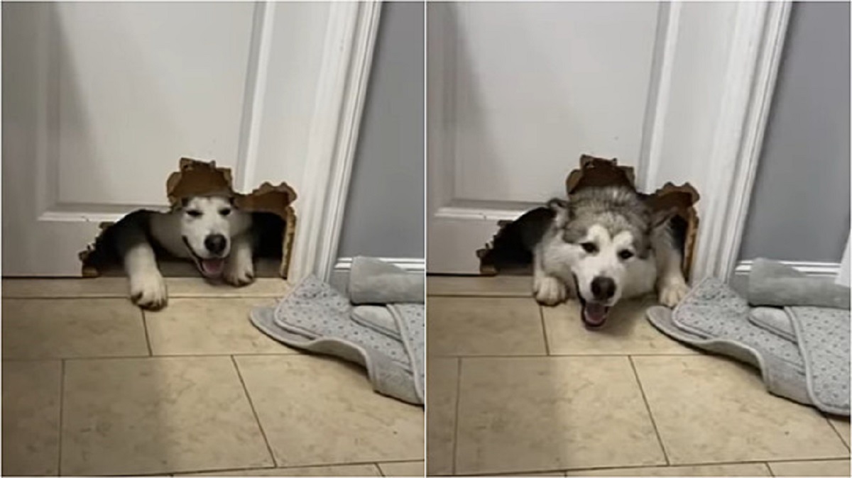 Alaskan Malamute buca la porta del bagno per dare un’occhiata al proprietario
