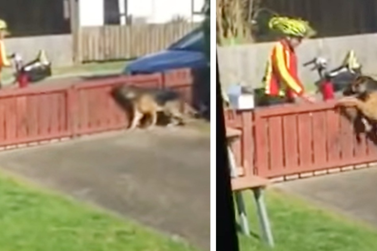 La clip virale di Kyza e del dolce postino: tutti considerano la cagnolina pericolosa