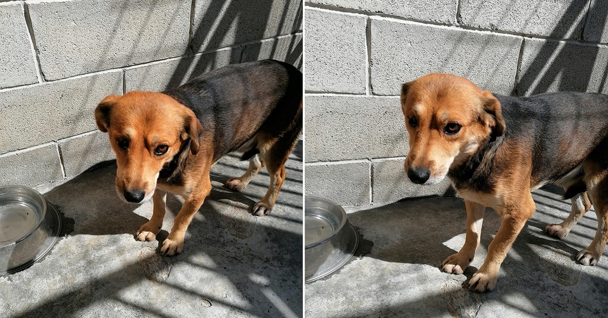 Antonino, cerca casa il cane di 2 anni senza un occhio