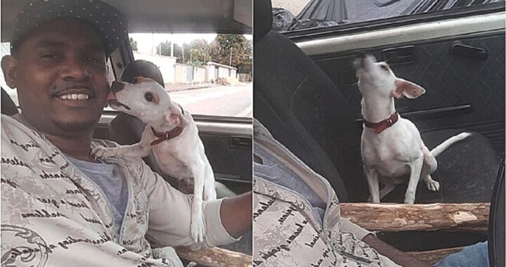 cagnolina che impazzisce di gioia