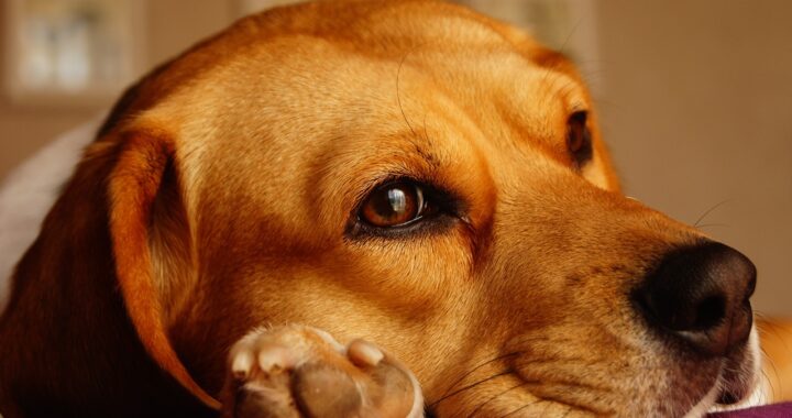 Esperimenti sui cuccioli di Beagle a Verona, la denuncia