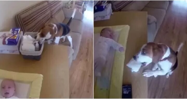 Beagle aiuta i genitori umani
