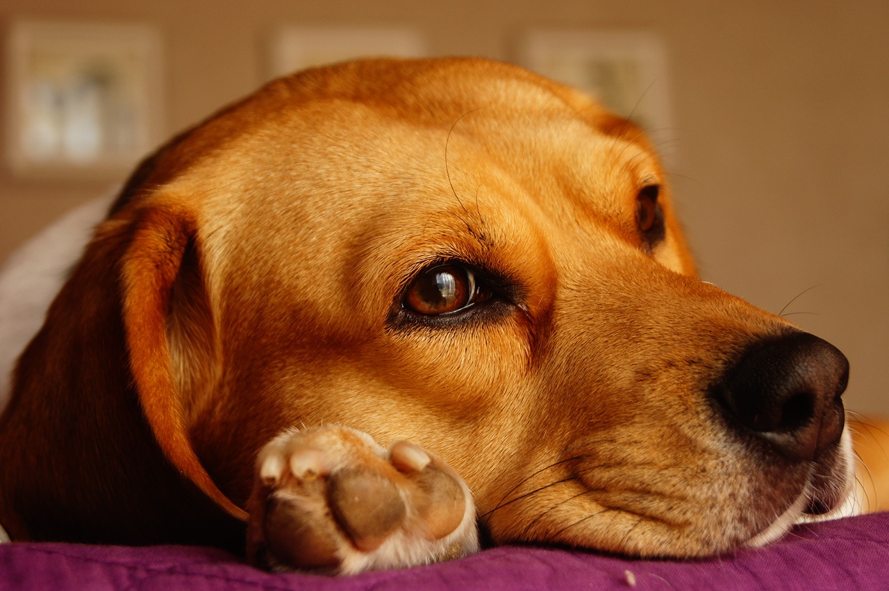 Esperimenti sui cuccioli di Beagle