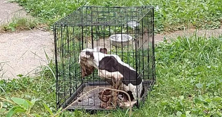 Dopo la grave situazione in cui è stata trovata la piccola Bessie, finalmente ora è tornata a stare bene