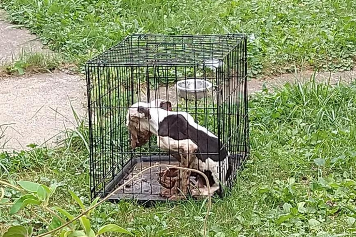 Dopo la grave situazione in cui è stata trovata la piccola Bessie, finalmente ora è tornata a stare bene