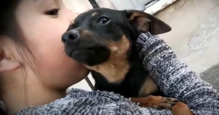 Bimba di 9 anni salva più di 30 cuccioli
