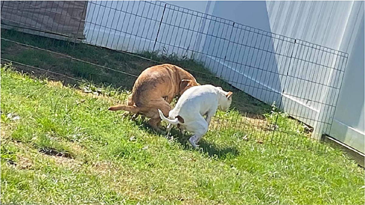 Cacca sincronizzata: cani sorpresi a fare i bisognini insieme