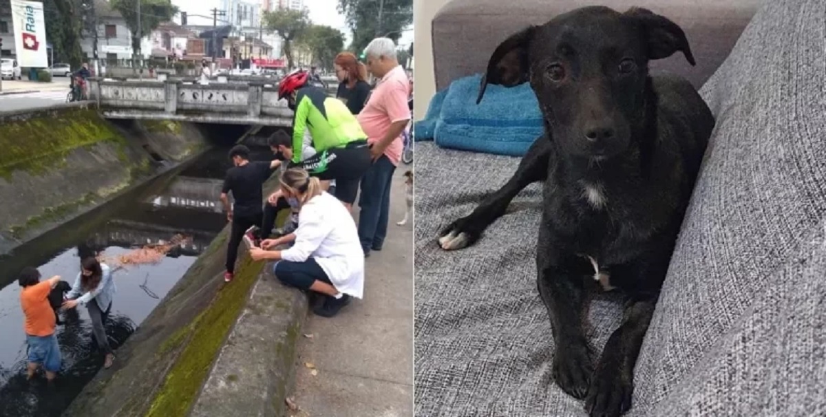 Cagnolina cade in un ruscello