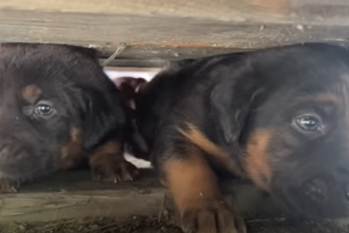 cagnolina cuccioli