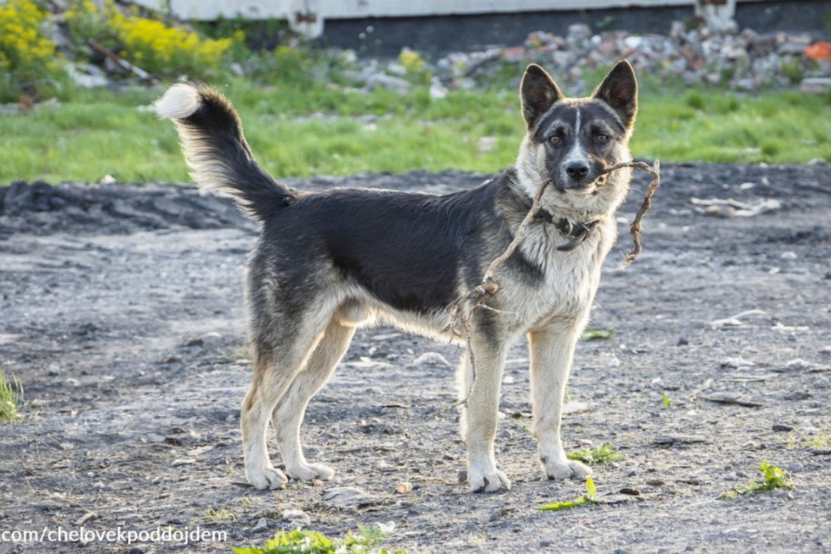 cagnolina cuccioli