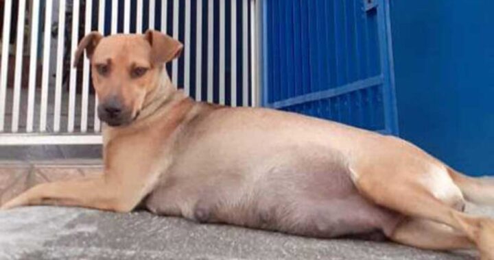 cagnolina incinta cerca aiuto in una clinica veterinaria