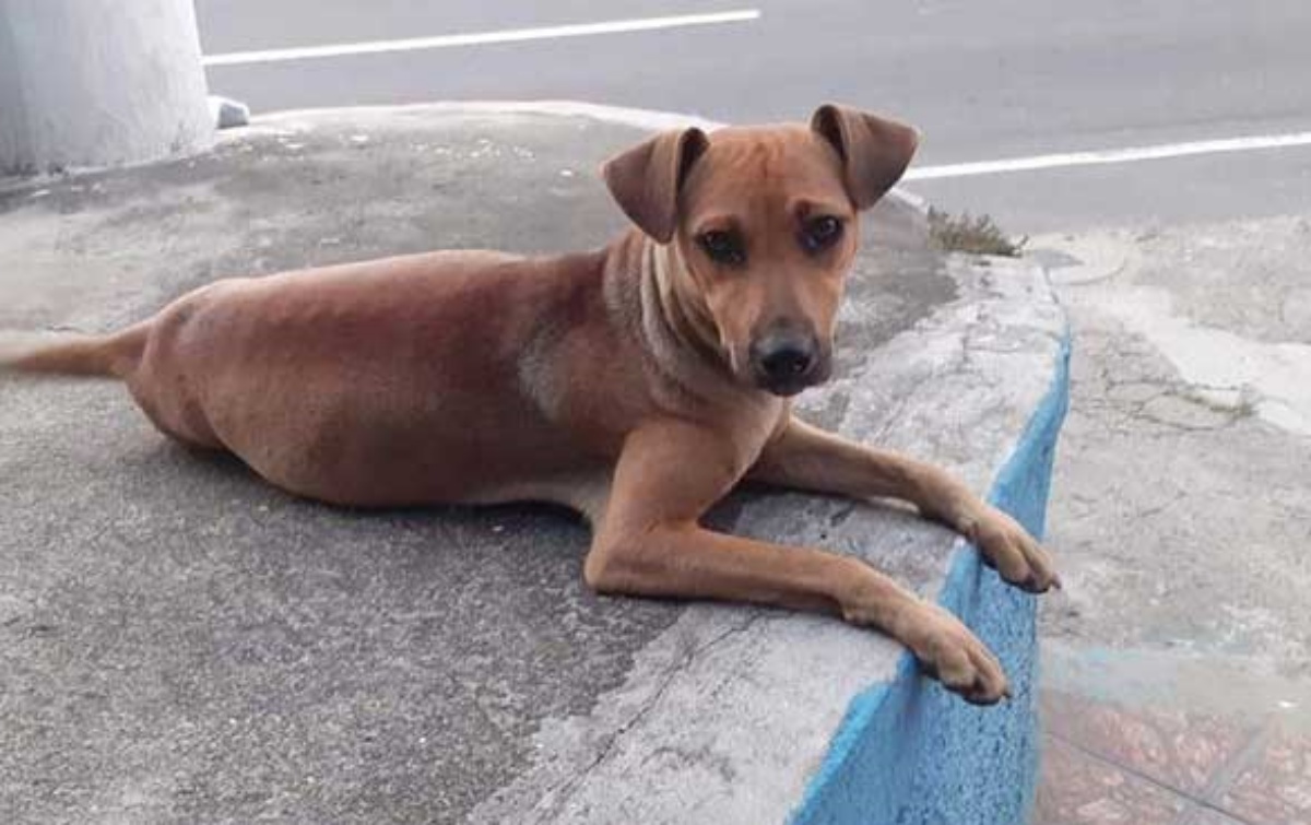 cagnolina incinta cerca aiuto in una clinica veterinaria 