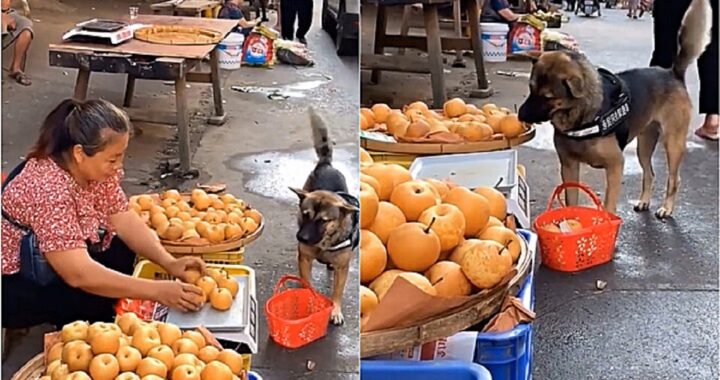 Cane al mercato