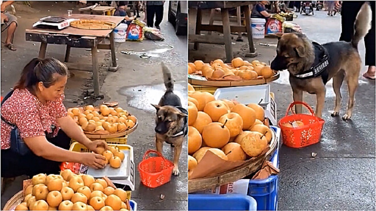 Dog at the market