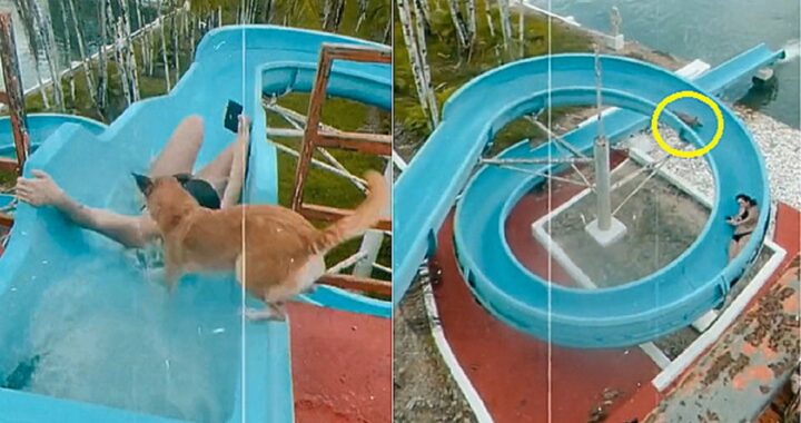 Cane al parco acquatico