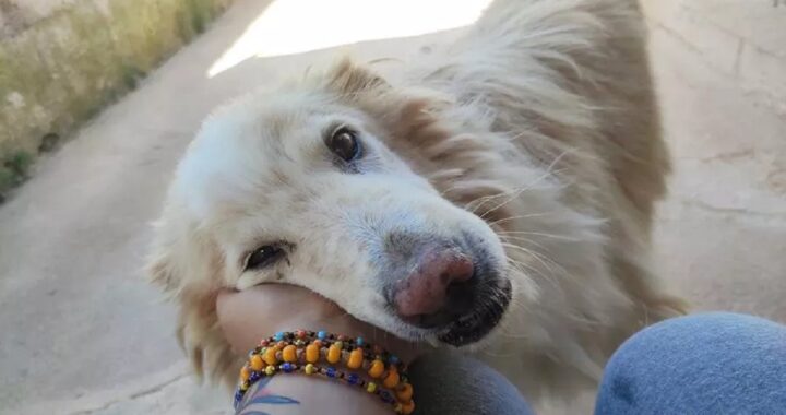 Cane dimenticato in canile