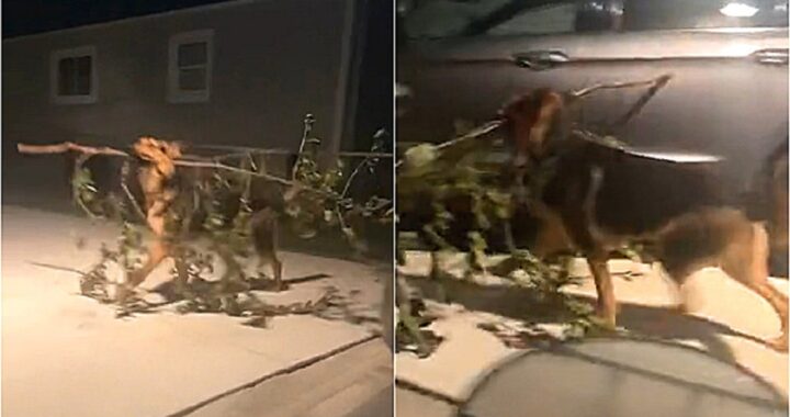Cane esce a fare una passeggiata