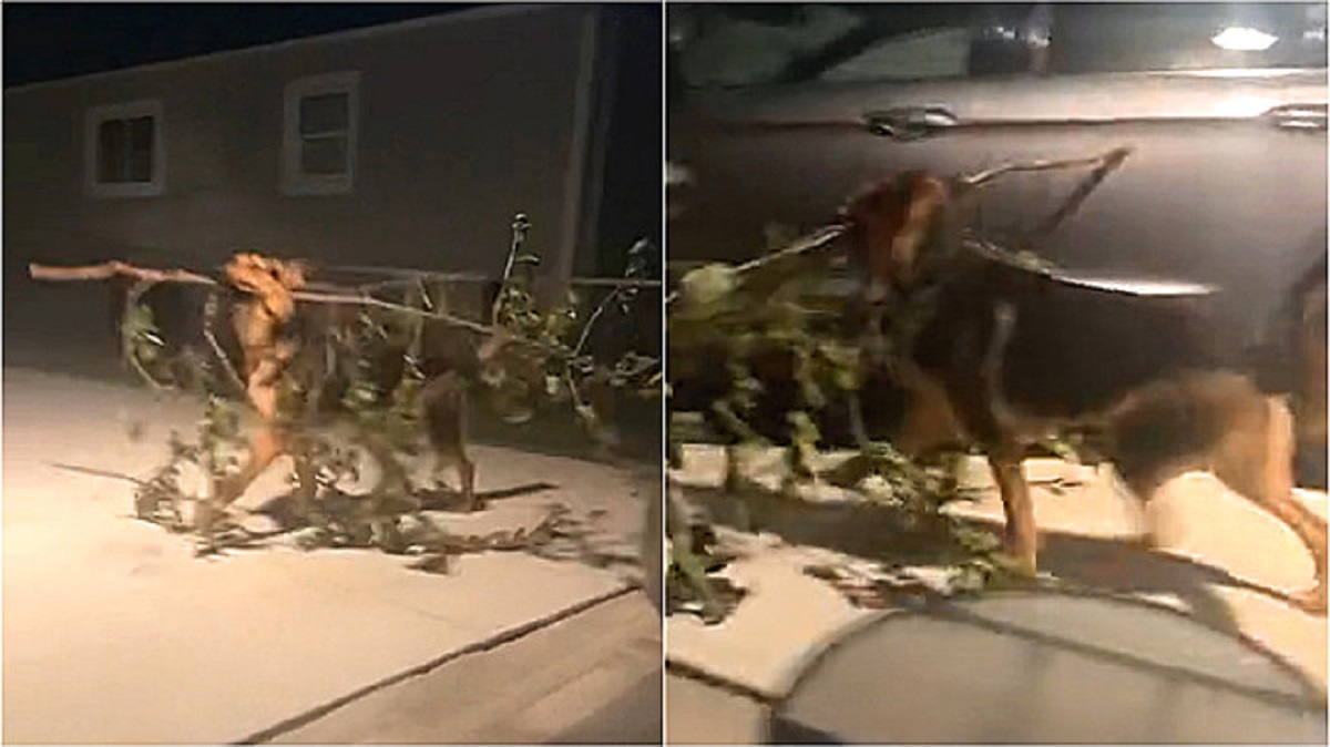 Cane esce a fare una passeggiata