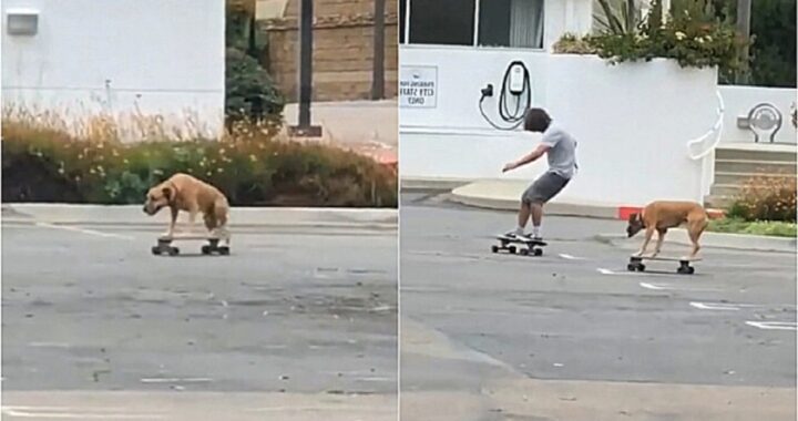 Cane fa skateboard