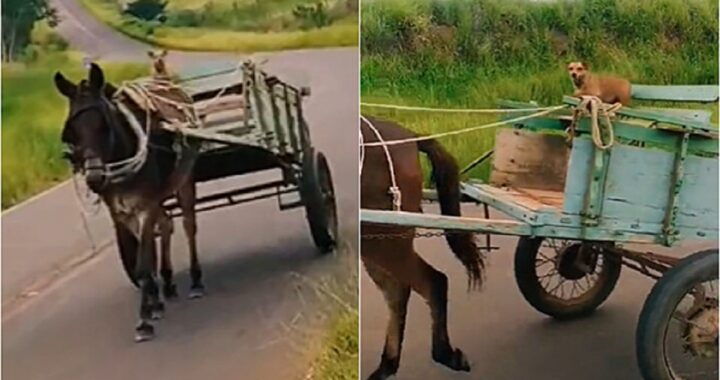 Cane guida il carretto con il cavallo