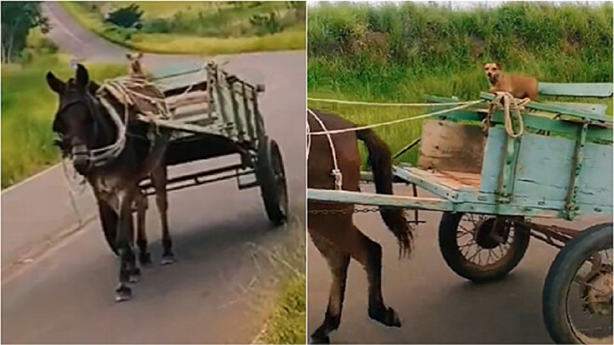 Cane guida il carretto con il cavallo