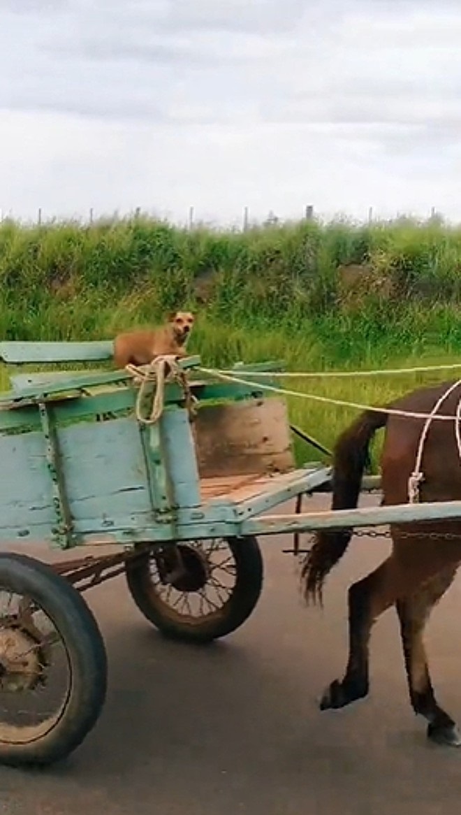 Cucciolo sul carro