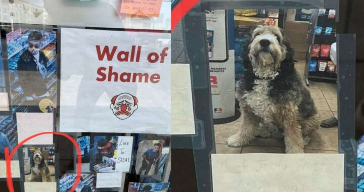 cane ladro finisce sul muro della vergogna
