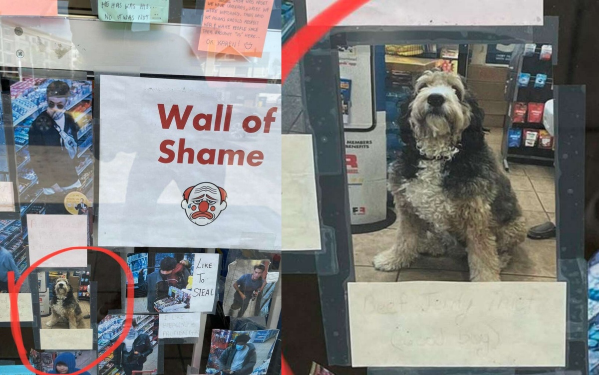 cane ladro finisce sul muro della vergogna