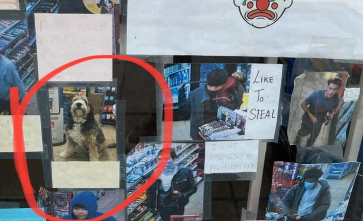 cane ladro finisce sul muro della vergogna