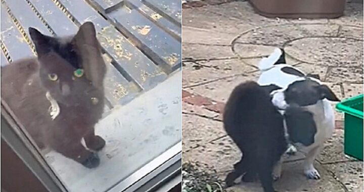 Cane migliore amico del gatto
