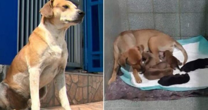 La bellissima storia di un cane randagio
