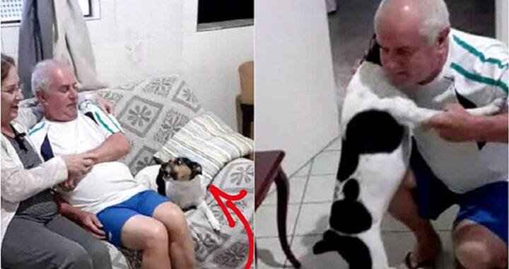 Cane ringhia al padrone