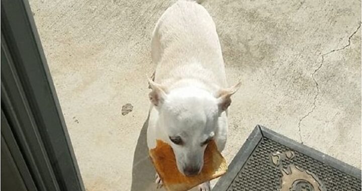 Cane ruba i toast