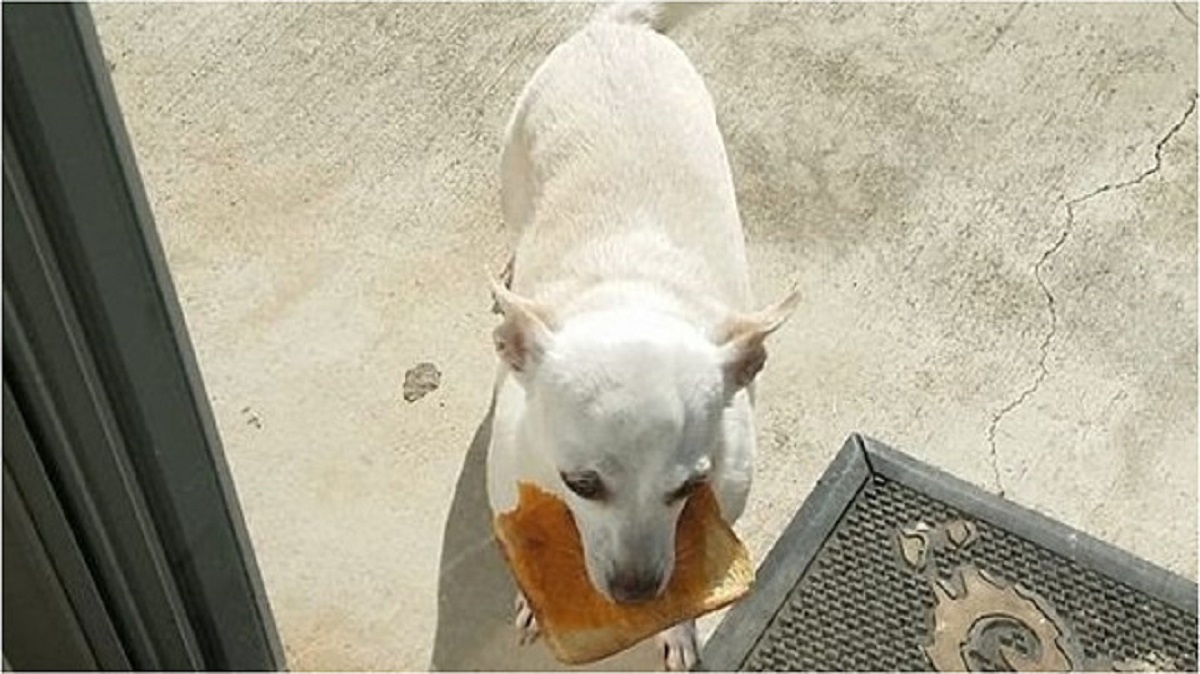 Cane ruba i toast