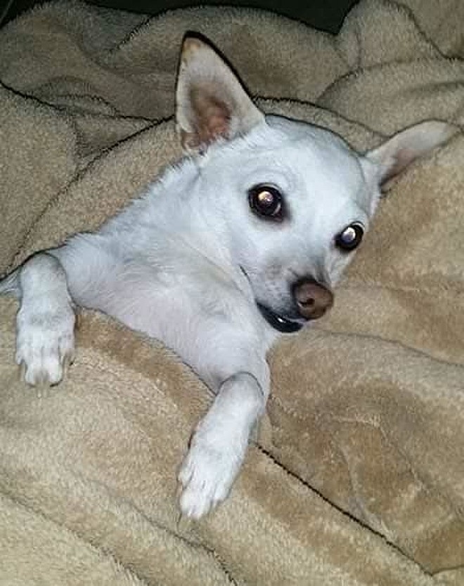 Prissy
