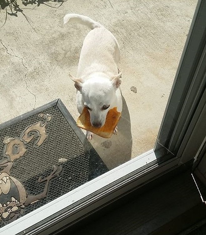 Cane di nome Prissy