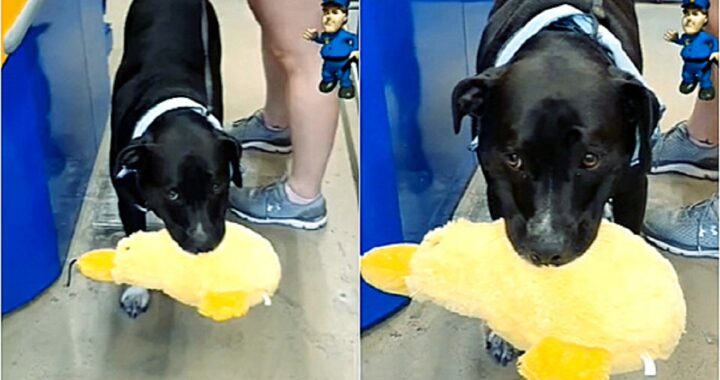Cane ruba una papera nel negozio di animali