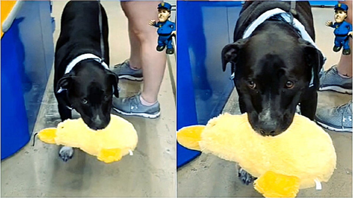 Dog steals a duck in the pet shop