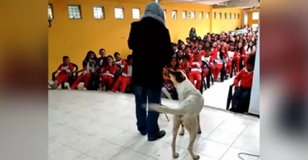 Cane sale sul palco