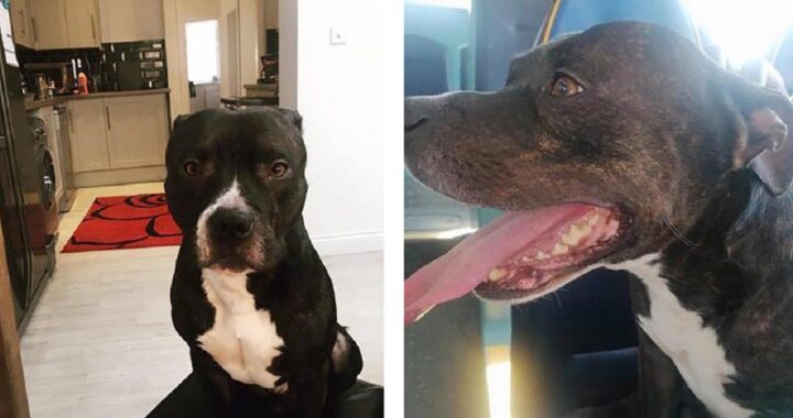 Cane scappa per andare da solo in spiaggia