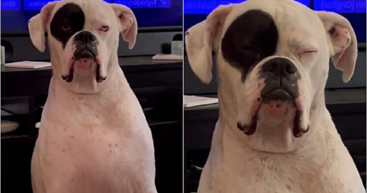 Cane si siede davanti alla TV