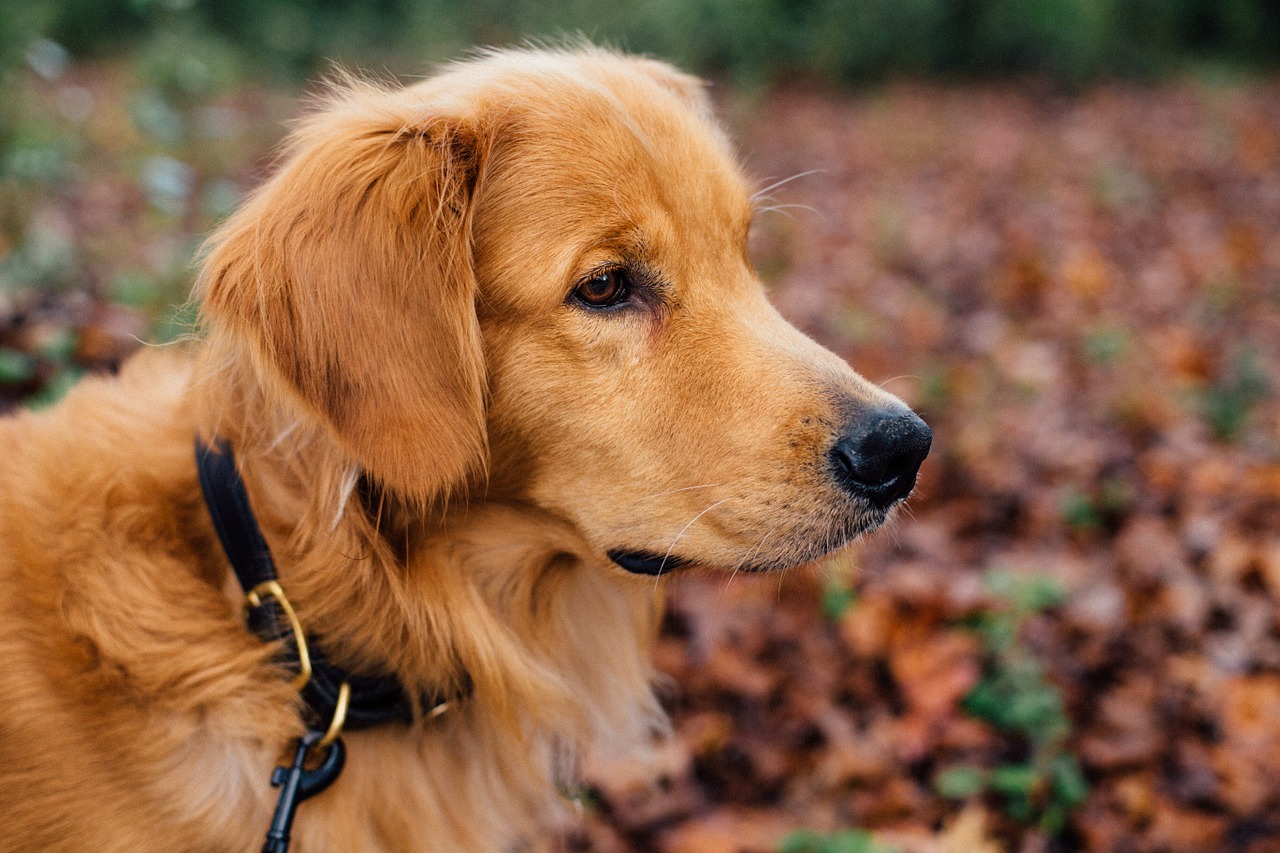 Cane smaschera il marito traditore