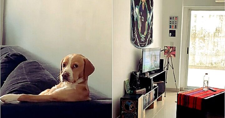 Cane sul divano guarda la tv